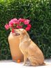 Labrador Retriever Hund