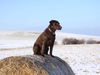 Labrador Retriever Foto: Toller Ausblick (ID 32175) Labrador Retriever Hund