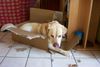 Labrador Retriever Hund