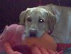 Labrador Retriever Hund