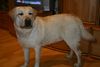 Labrador Retriever Foto: Starchant Genesis (ID 20501) Labrador Retriever Hund