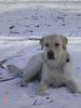 Labrador Retriever Foto: Starchant Genesis (ID 20493) Labrador Retriever Hund