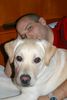 Labrador Retriever Foto: Starchant Genesis (ID 20494) Labrador Retriever Hund