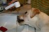 Labrador Retriever Foto: Starchant Genesis (ID 20495) Labrador Retriever Hund