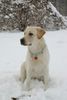 Labrador Retriever Foto: Starchant Genesis (ID 20496) Labrador Retriever Hund