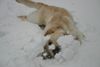 Labrador Retriever Foto: Starchant Genesis (ID 20497) Labrador Retriever Hund