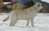 Labrador Retriever Foto: Starchant Genesis (ID 20498) Labrador Retriever Hund