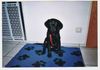 Labrador Retriever Foto: meine eigenwillige Traumhündin Stella, geb. 11.03.06 (ID 32850) Labrador Retriever Hund