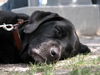 Labrador Retriever Foto: Schnarch! (ID 28480) Labrador Retriever Hund