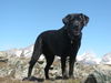 Labrador Retriever Foto: Ich in Zermatt (ID 28477) Labrador Retriever Hund