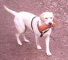 Labrador Retriever Foto: Das ist Sunny (ID 3963) Labrador Retriever Hund