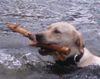 Labrador Retriever Foto: Sunny die Wasserratte (ID 3817) Labrador Retriever Hund