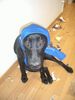 Labrador Retriever Hund