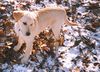 Labrador Retriever Hund