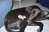 Labrador Retriever Hund