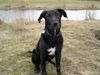 Labrador Retriever Hund