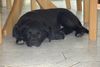 Labrador Retriever Hund