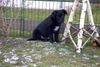 Labrador Retriever Hund