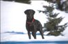 Labrador Retriever Hund