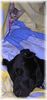 Labrador Retriever Hund