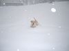Labrador Retriever Foto: Boo im Urlaub (ID 30652) Labrador Retriever Hund