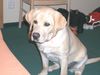 Labrador Retriever Foto: Boo (ID 30653) Labrador Retriever Hund