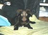 Labrador Retriever Hund