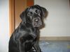 Labrador Retriever Foto: Timmy mit 4 Monaten (ID 14383) Labrador Retriever Hund