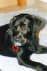 Labrador Retriever Foto: aber jetzt ist das meiner !!!! (ID 14382) Labrador Retriever Hund