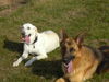 Labrador Retriever Foto: Tinka (2) und Ilo (2) eine wahre Hundeliebe (ID 40829) Labrador Retriever Hund