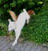 Labrador Retriever Foto: Tinka (2) soll schnell wie der Blitz (ID 40801) Labrador Retriever Hund