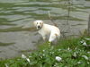 Labrador Retriever Foto: ich werde jetzt eine Runde schwimmen (ID 42711) Labrador Retriever Hund