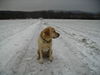 Labrador Retriever Foto: Tom (ID 28279) Labrador Retriever Hund