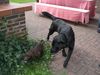Labrador Retriever Foto: Timba und Uma (ID 41523) Labrador Retriever Hund