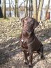 Labrador Retriever Foto: Frauchens ganzer Stolz ... Uma 8 Monate (ID 41458) Labrador Retriever Hund