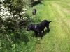 Labrador Retriever Foto: Porta (engl. Labrador) (ID 14569) Labrador Retriever Hund