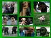 Labrador Retriever Hund