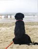 Labrador Retriever Foto: Casy am strand (ID 24418) Labrador Retriever Hund