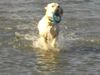 Labrador Retriever Foto: Urlaub und Waser ! Tinka liebt es! (ID 41213) Labrador Retriever Hund