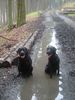 Labrador Retriever Foto: Jago (rechts) und Kumpel Linus (ID 20937) Labrador Retriever Hund