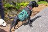 Labrador Retriever Foto: Ilex beim Wandern.. (ID 37193) Labrador Retriever Hund