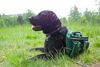 Labrador Retriever Foto: Ilex beim Wandern.. (ID 37194) Labrador Retriever Hund