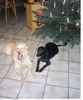 Labrador Retriever Foto: Das warten auf den Weihnachtsmann macht ganz müde. (ID 20021) Labrador Retriever Hund