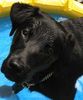 Labrador Retriever Foto: Baghira (ID 5273) Labrador Retriever Hund