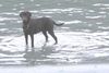 Labrador Retriever Foto: ...das ist mein Element! (ID 16751) Labrador Retriever Hund