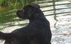 Labrador Retriever Foto: Badetag (ID 32784) Labrador Retriever Hund