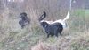 Labrador Retriever Foto: ...fangt mich doch! (ID 17407) Labrador Retriever Hund