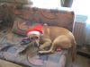Labrador Retriever Foto: Ich bin der Weihnachtsmann! (ID 7217) Labrador Retriever Hund