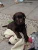 Labrador Retriever Foto: Mr.Jingels 4 Wochen alt (ID 26903) Labrador Retriever Hund