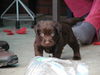 Labrador Retriever Foto: Mr.jingels (ID 26917) Labrador Retriever Hund